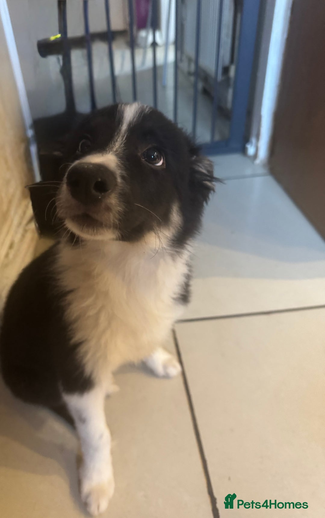 Border Collie dogs for sale: 2 Beautiful Boarder Collie Girls and 1 Boy Left  - Advert 7