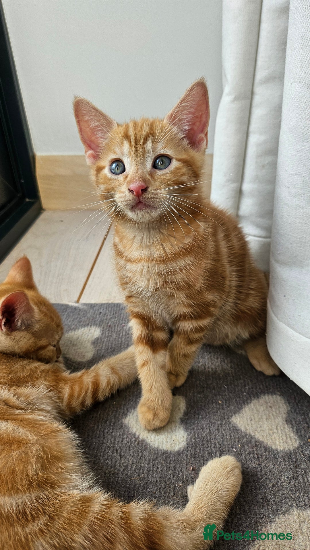 Mixed Breed cats for sale: 4 adorable kittens | ragdoll mix - Image 14