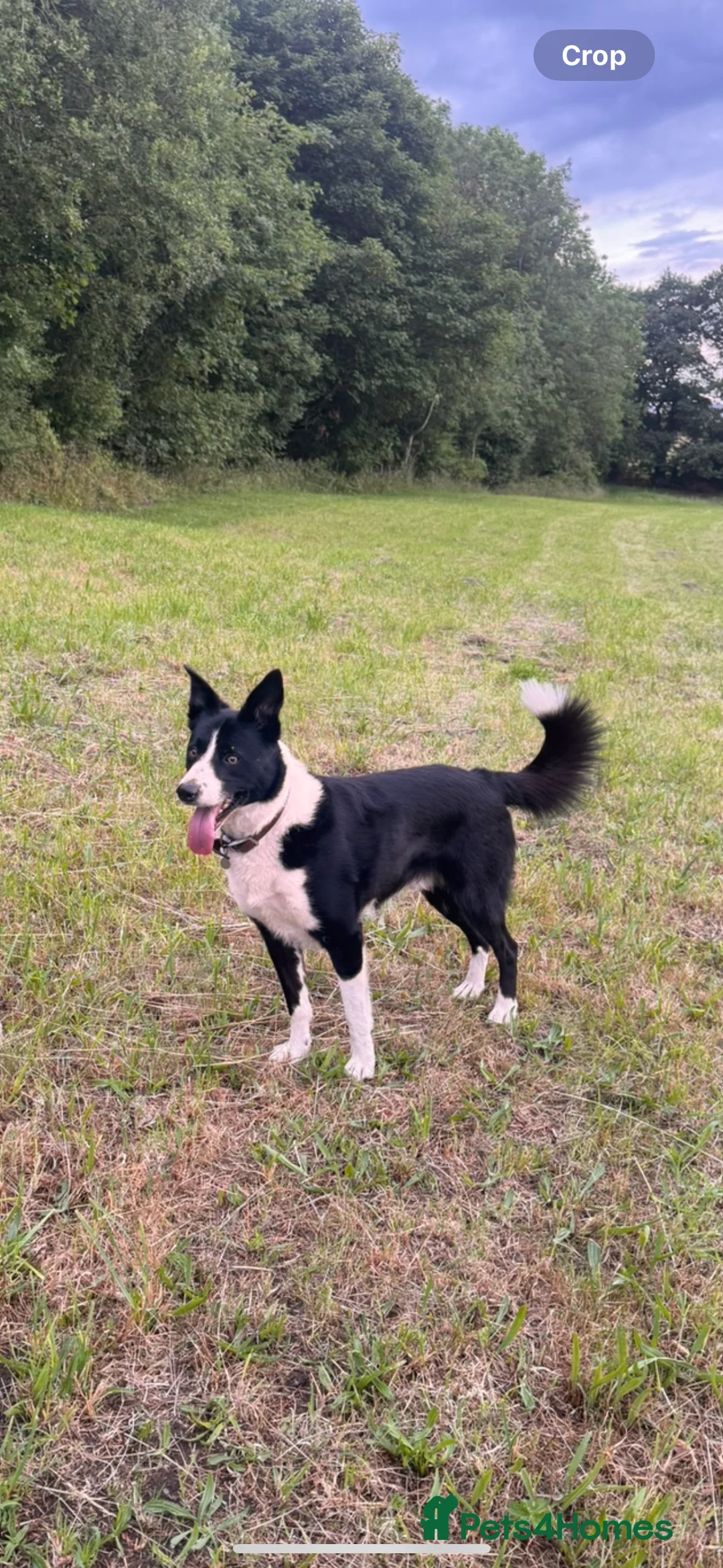 Border Collie dogs for stud: Proven Border Collie Stud | Strong Working Lines  - Advert 11