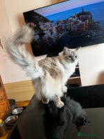Ragdoll cats - Advert 15