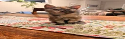 Maine Coon cats for sale: 1/2 Maine coon kittens ❤️ - Advert 8
