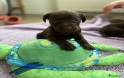 Labrador Retriever dogs for sale: KC Labrador puppies - Image 5