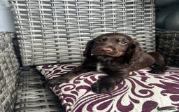Cocker Spaniel dogs for sale: Chocolate boy 10 weeks old £900 - Image 4