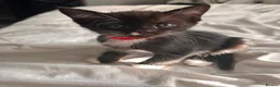 Mixed Breed cats for sale: Half rag dolls in Hull - Advert 5