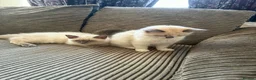 Ragdoll cats for sale: Ragdoll kittens ready to leave - Advert 5
