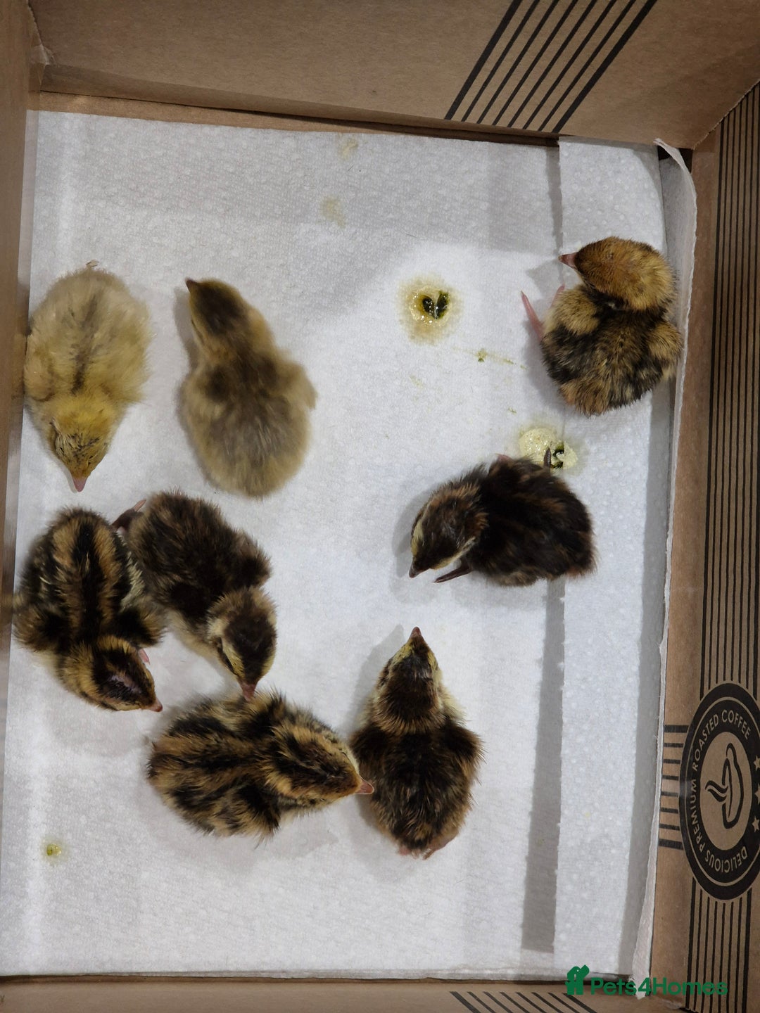 Quail poultry for sale: Quail eggs for hatching  - Image 2