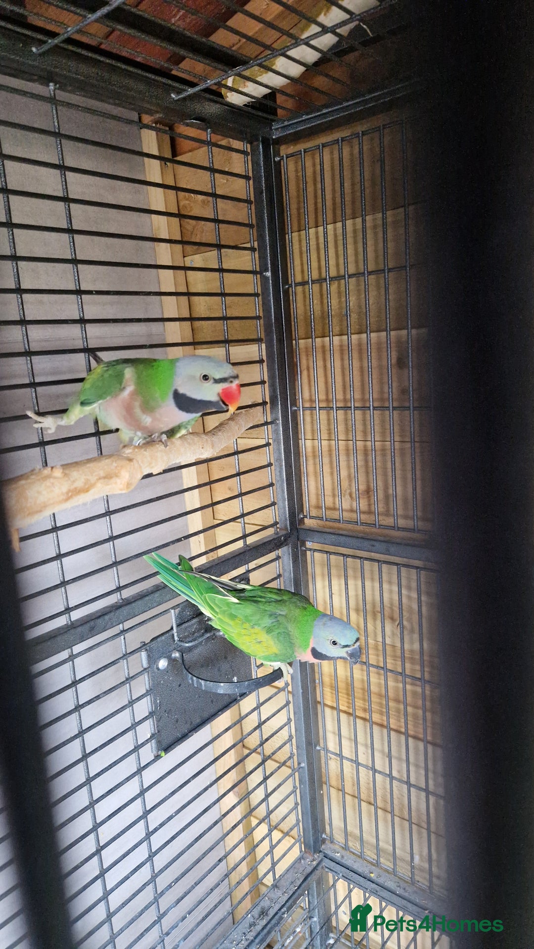Parrots birds for sale: Moustache parrots  - Image 5