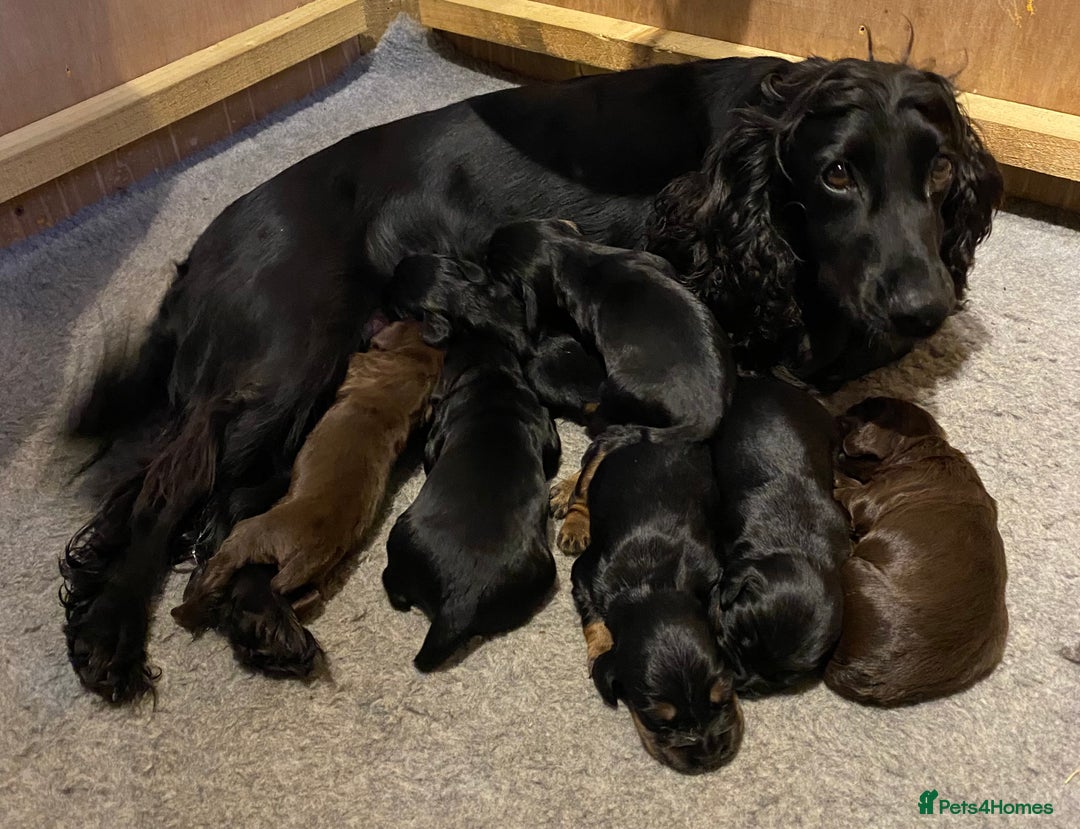 Cocker Spaniel dogs for sale: Working Cocker Spaniel Pups - Image 15