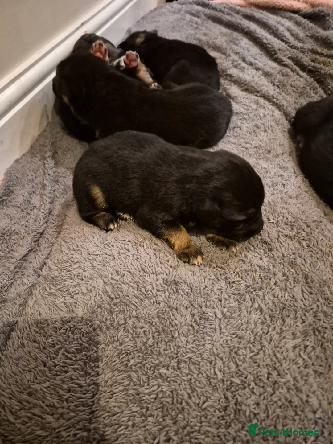 Mixed Breed dogs for sale: 5 shollie pups - Advert 5