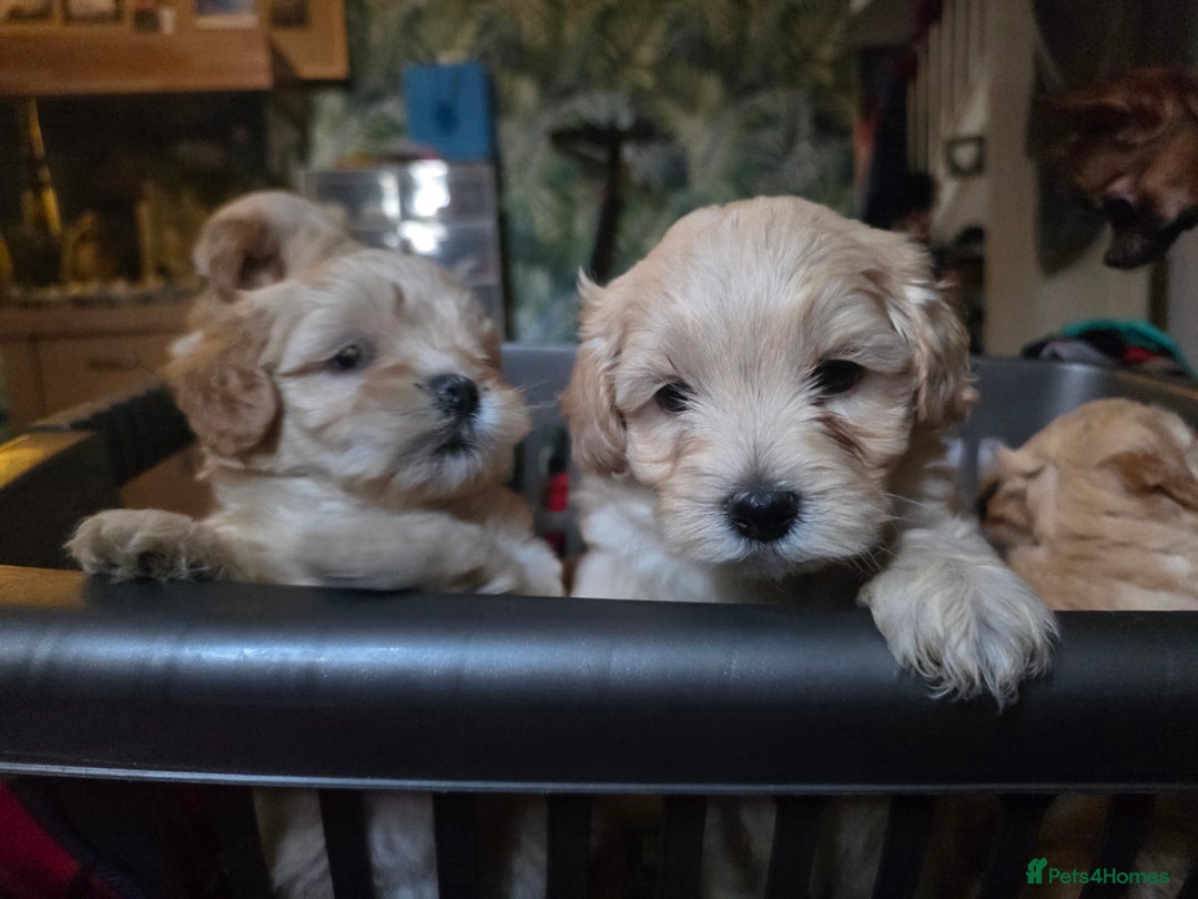 Maltipoo dogs for sale: F1 Maltipoo for sale  - Advert 28