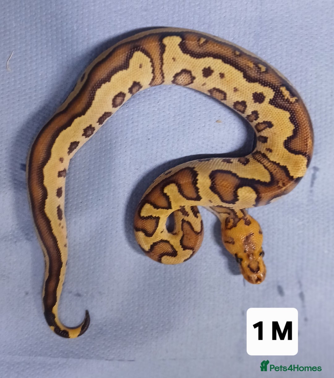 Python Snake reptiles for sale: Hatchling Royal Pythons Males  - Advert 21