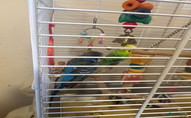 Budgerigars birds - Advert 2