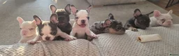 French Bulldog dogs for sale: French bulldogs  - Advert 2
