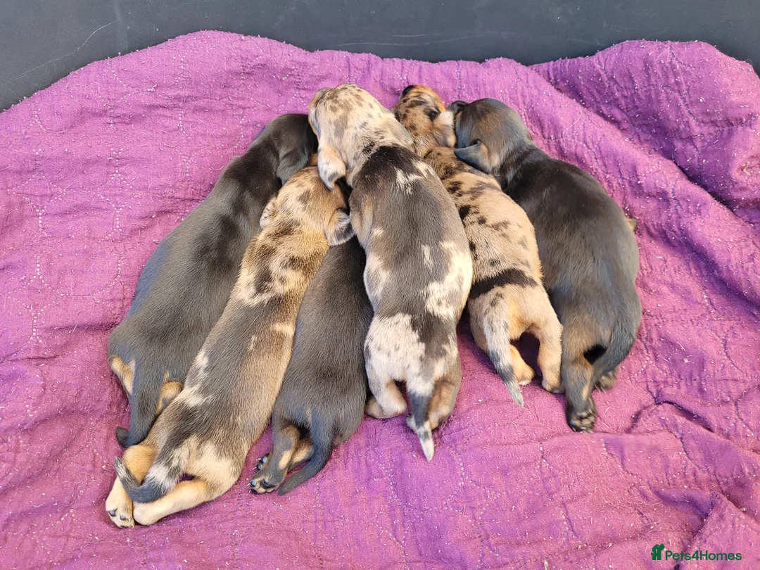 Dachshund dogs for stud: Piebald colored Dachshund for stud! in Preston - Advert 16