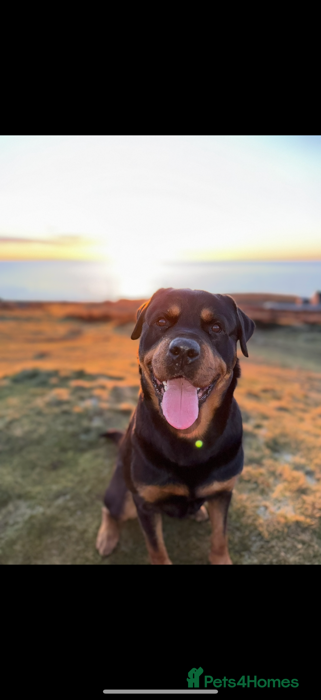 Rottweiler dogs for stud: KC ROTTWEILER STUD - Advert 2