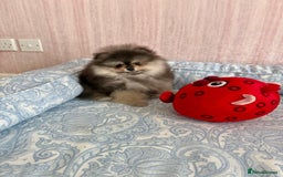 Pomeranian dogs for sale: Luxurious Tiny Pomeranian Puppies - Image 6