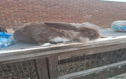 Mixed Breed rabbits for sale: Rabbits, guinea pigs and gerbil  - Image 2