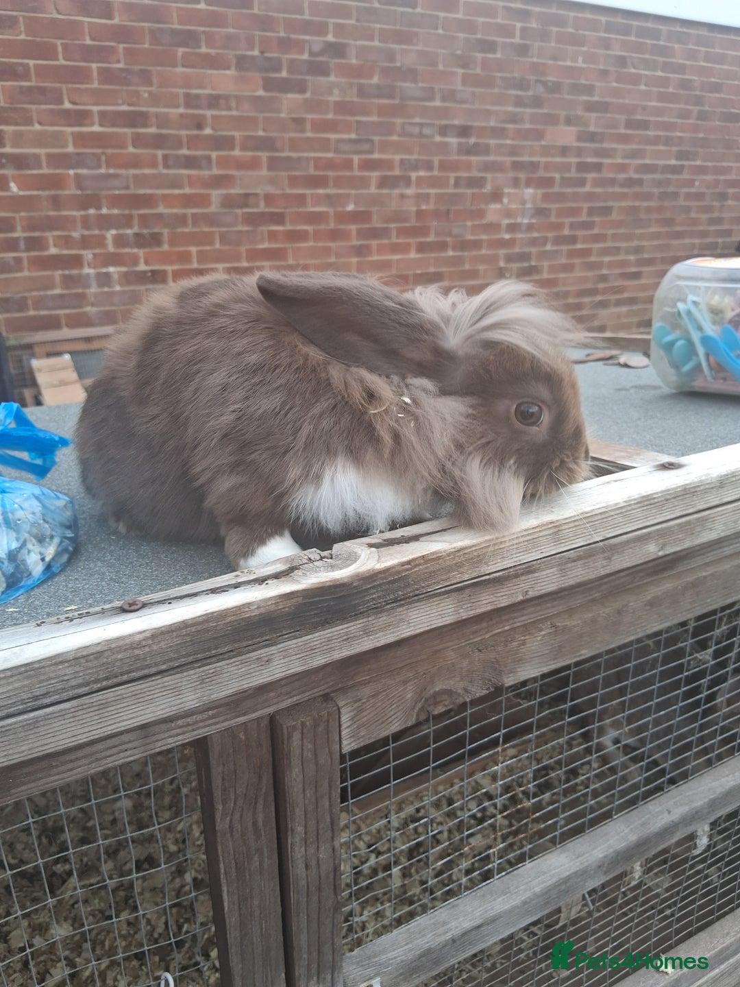 Mixed Breed rabbits for sale: Rabbits, guinea pigs and gerbil  - Image 2