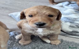 Labradoodle dogs for sale: F1b Labradoodle puppies - Image 3