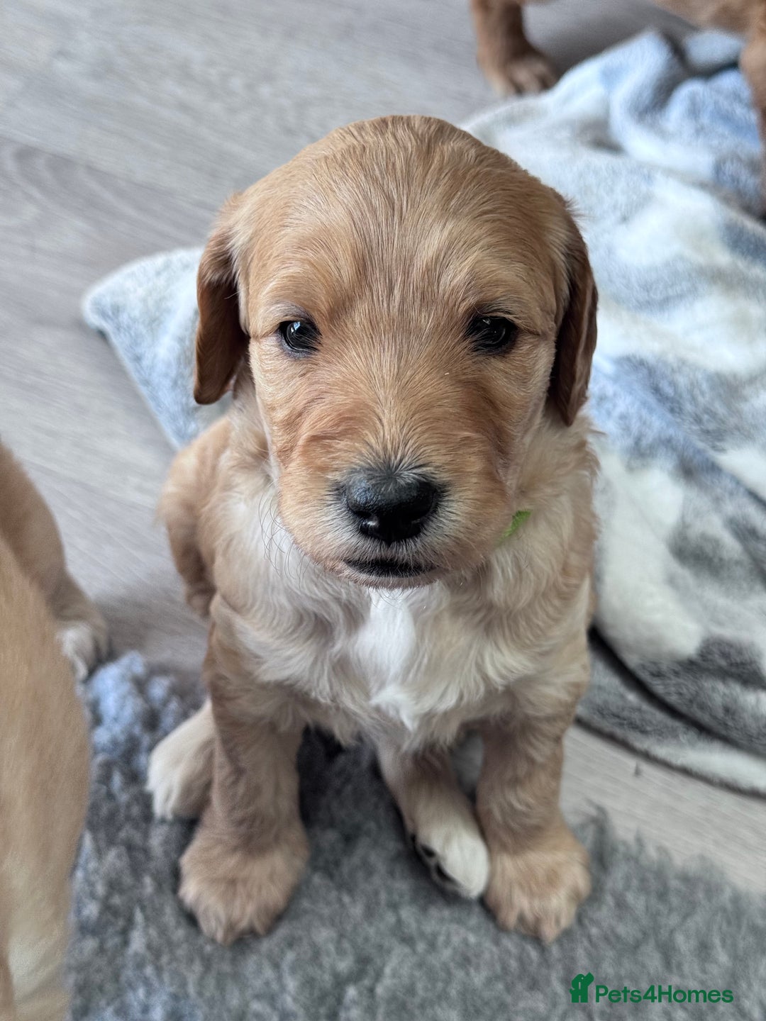 Labradoodle dogs for sale: F1b Labradoodle puppies - Image 3