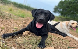 Labrador Retriever dogs for sale: KC Lab puppies - Image 14