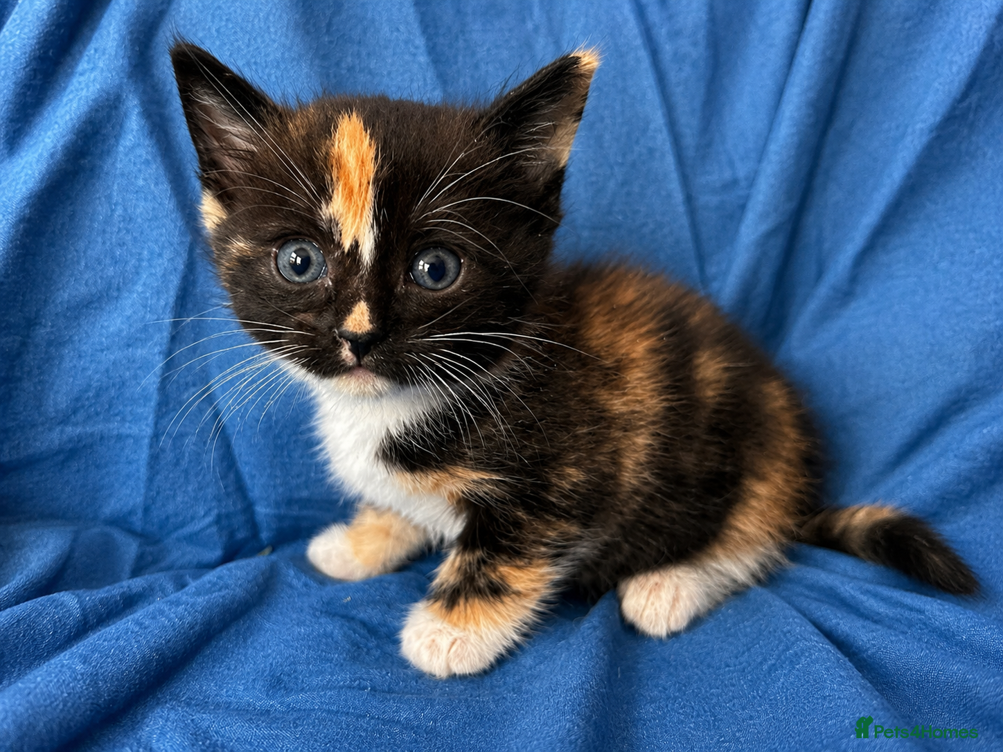 Ragdoll Kitten 5