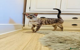 Bengal cats for sale: Duke - Snow bengal  - Advert 3