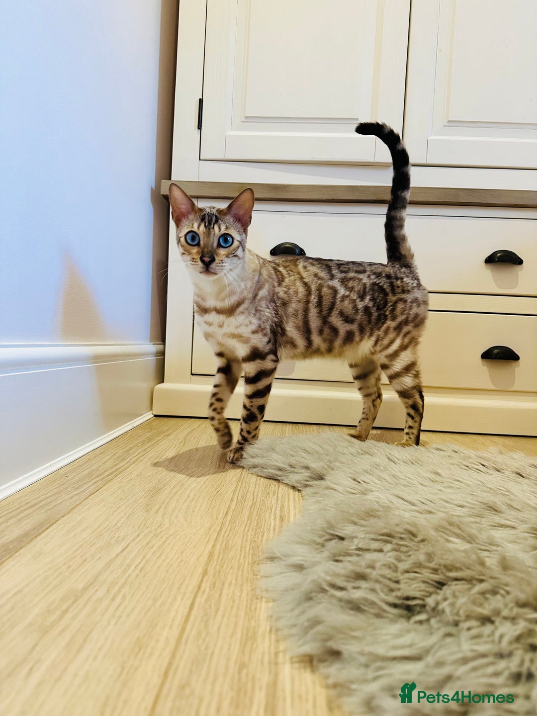 Bengal cats for sale: Duke - Snow bengal  - Advert 3