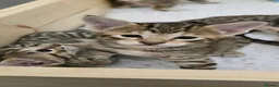 Savannah cats for sale: F8 savannah kittens- TICA registered  - Advert 10