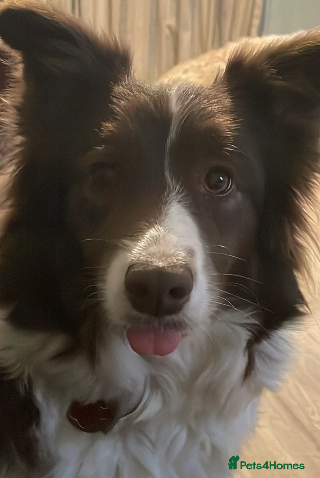 Border Collie dogs for sale: Exceptional KC Reg Border collie pups - Advert 4