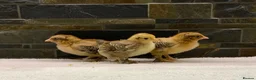 Chickens poultry for sale: FEMALE Bantam Chicks, Silkie, Polish, Pekin  - Advert 4