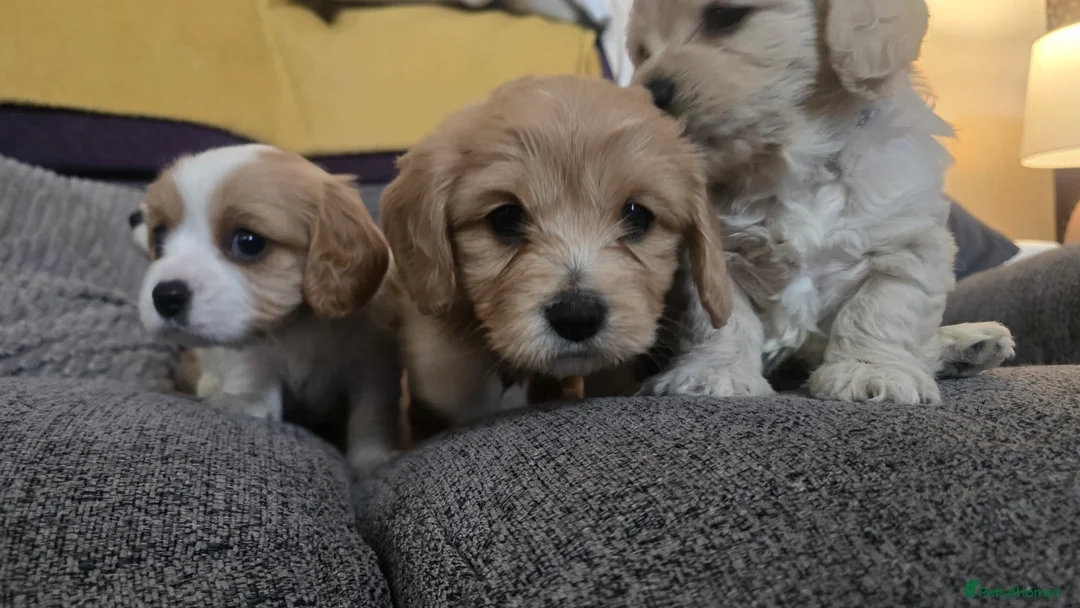 Cavachon dogs for sale: Cavachon - Advert 24