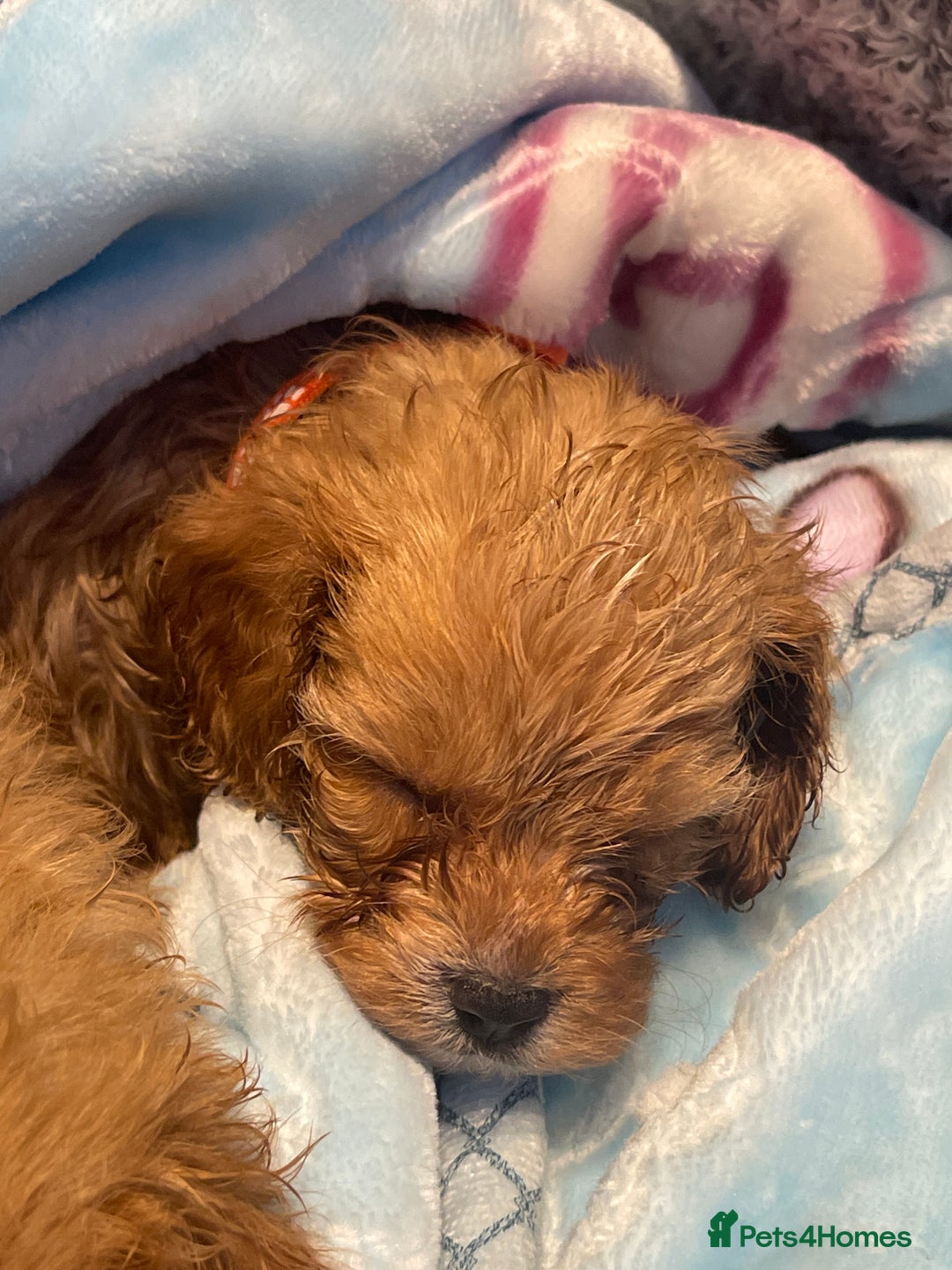 Cavapoo dogs for sale: Adorable toy Cavapoo pups apricot or fox red  - Image 35