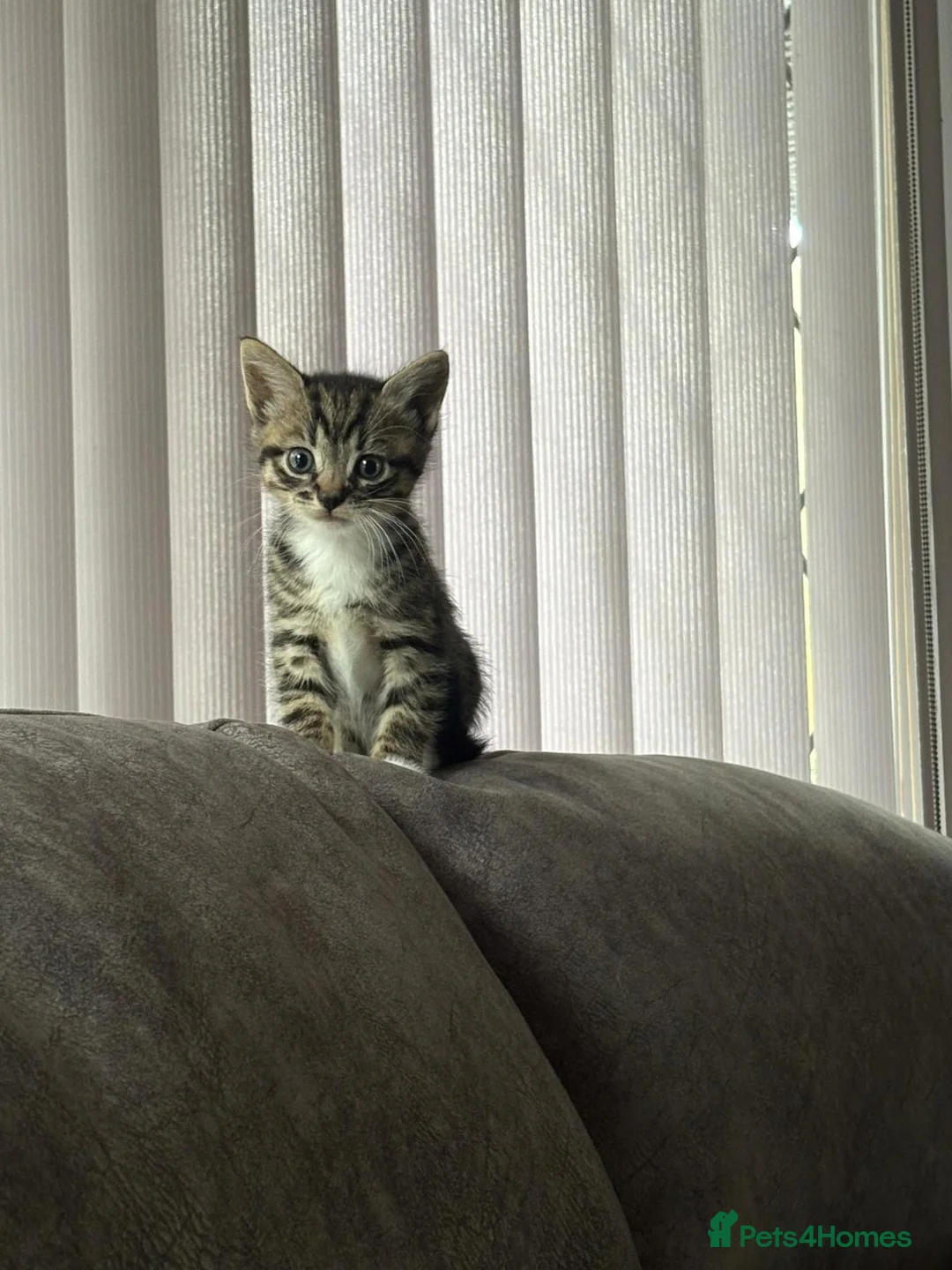 Mixed Breed cats for sale: 😍🐈5 male kittens for sale🐈 😍 - Advert 7