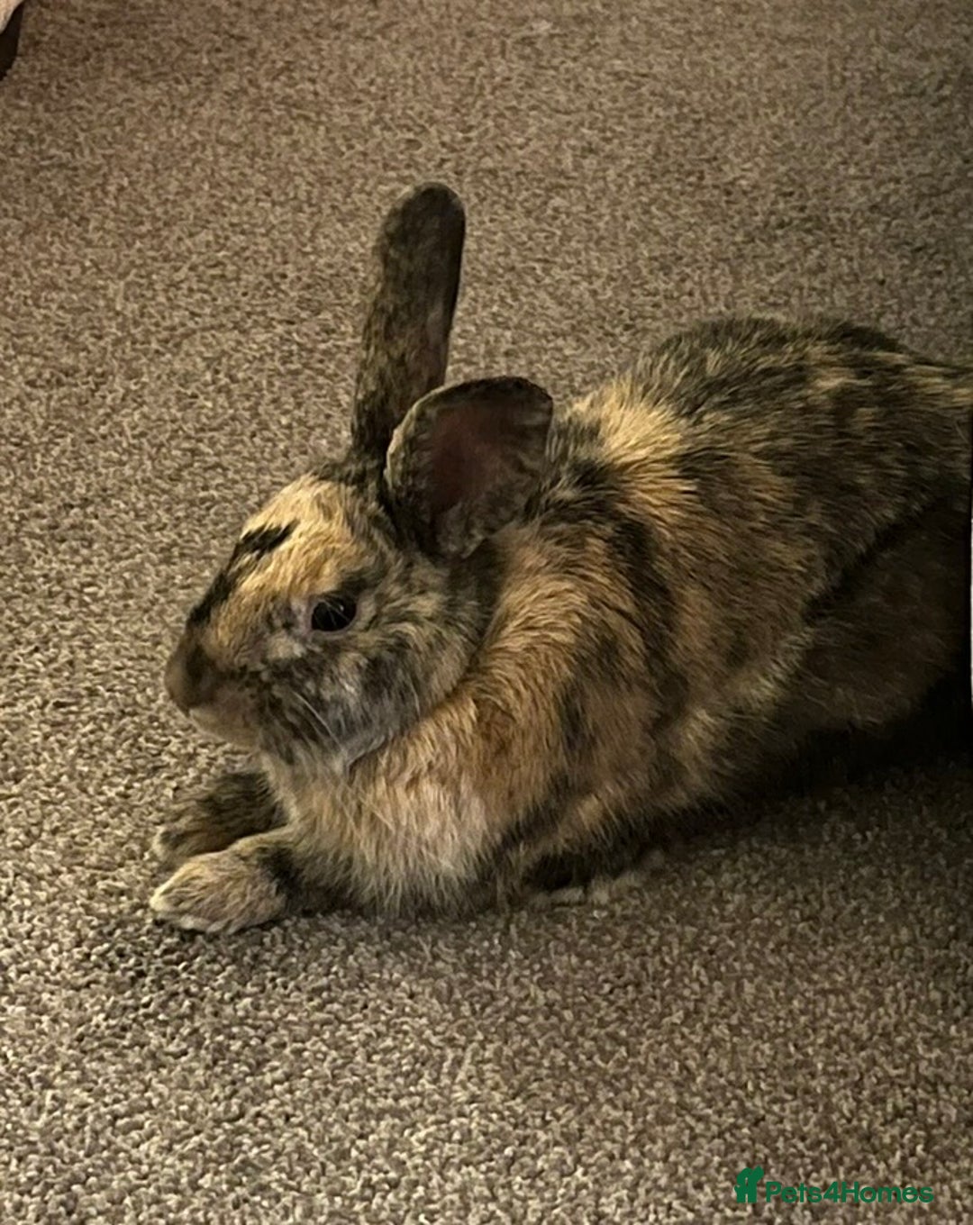 Mixed Breed rabbits for sale: Rabbits  - Advert 2