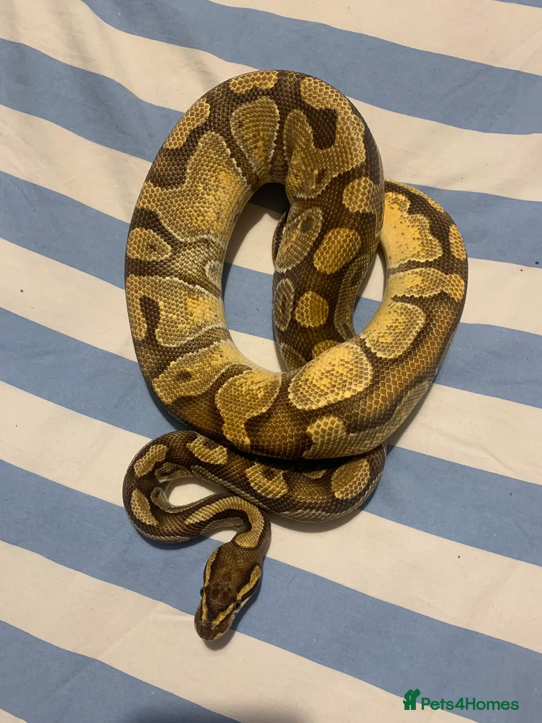 Python Snake reptiles for sale: Enchi pastel male - Advert 1