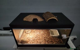 Python Snake reptiles for sale: snake for sale, £250 (including vivarium) - Image 4
