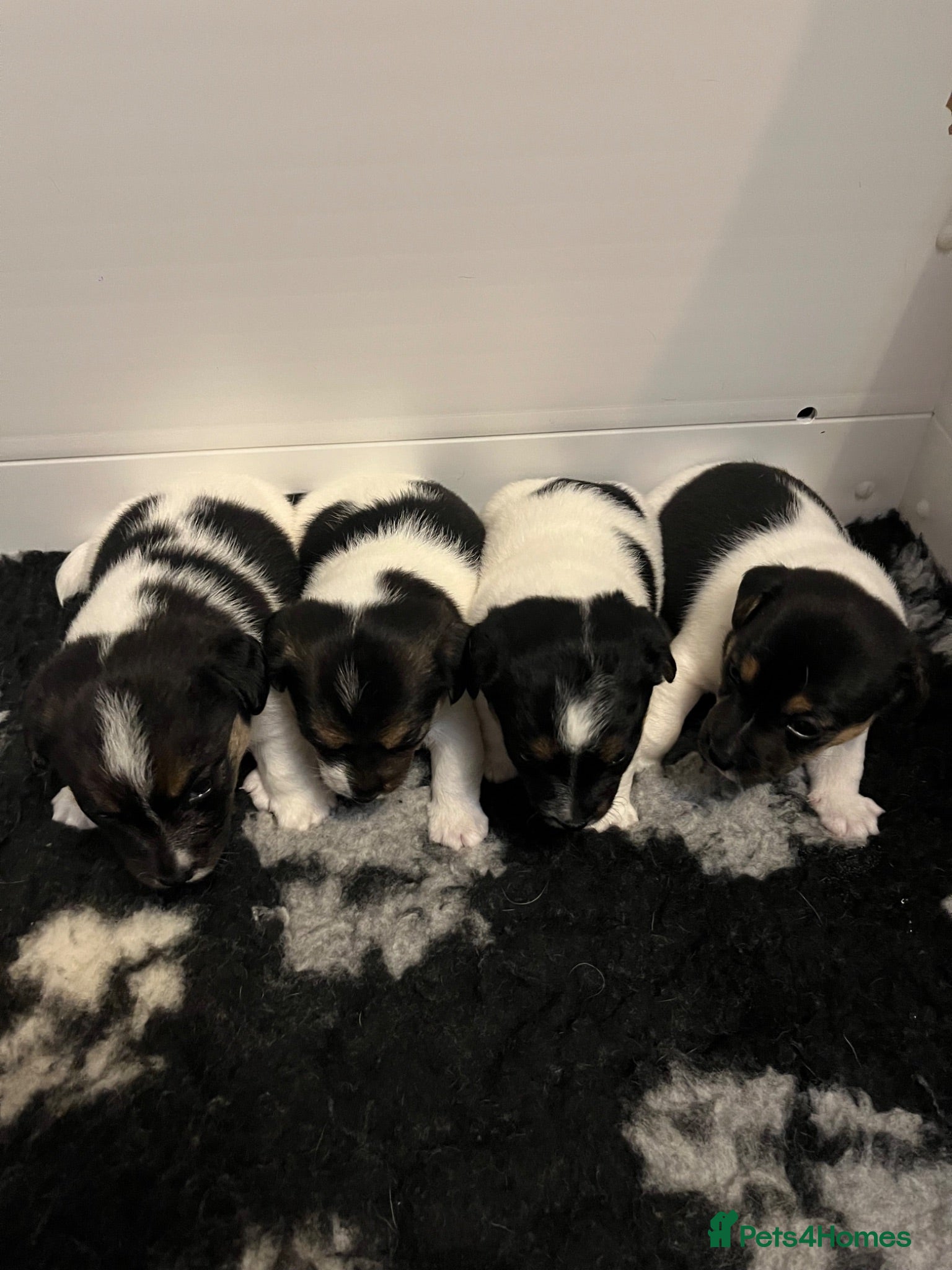 Jack Russell dogs Tri Coloured Jack Russell Puppies - Advert 8