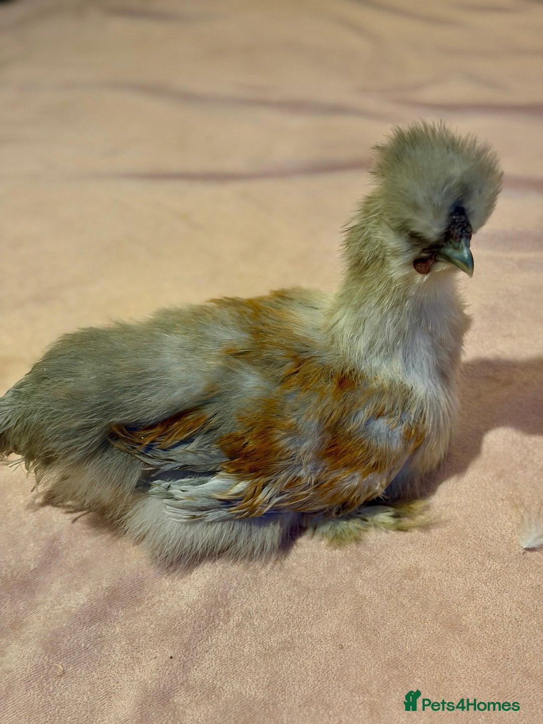 Chickens poultry for sale: 4 beautiful silkie chickens  - Advert 2