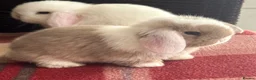 Mini Lop rabbits for sale: Lovely mini lop & lion lop babies (vaccinated) - Advert 5