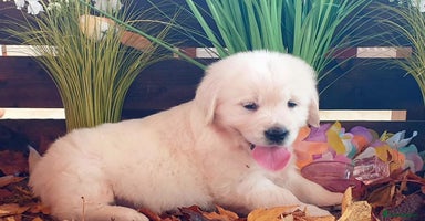 Golden Retriever dogs - Advert 11