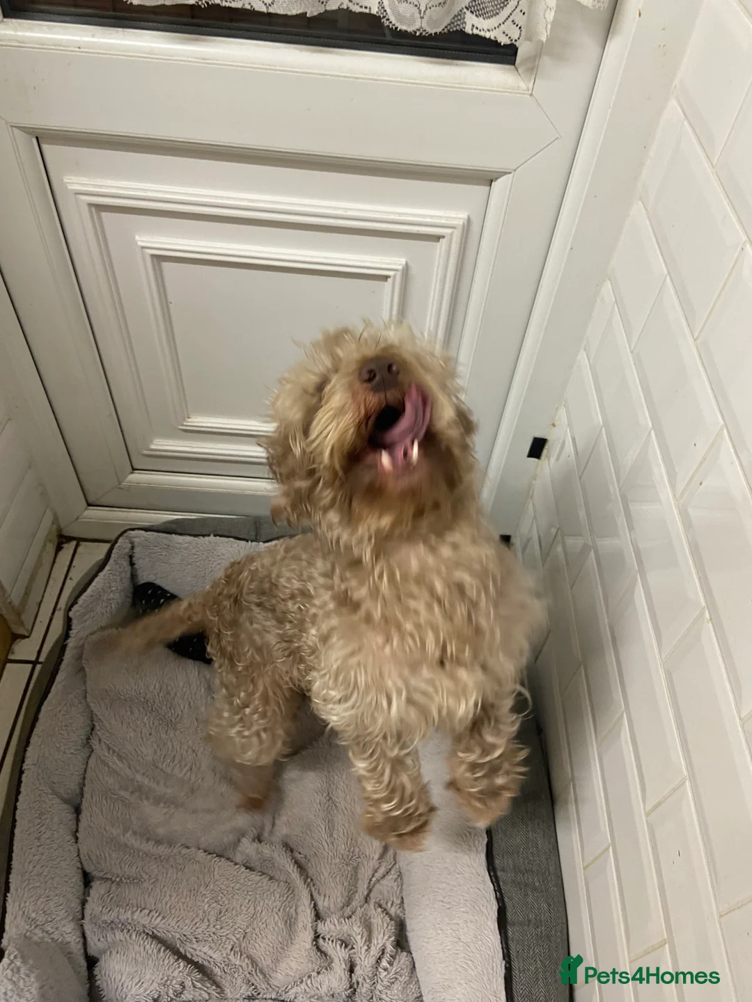 Cockapoo dogs for sale: Male cockapoo - Advert 2