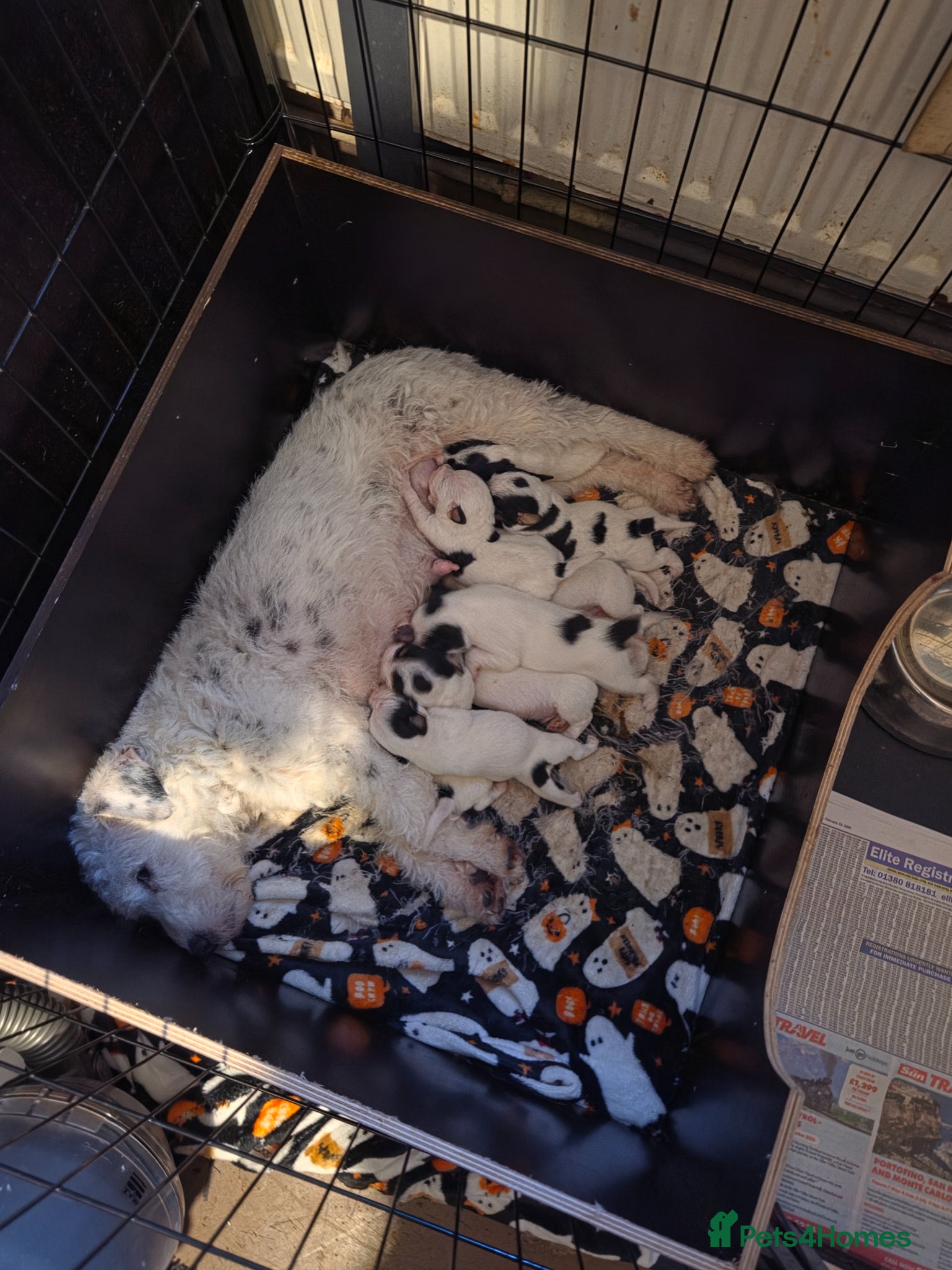 Parson Russell dogs Parson russell pups  - Advert 1