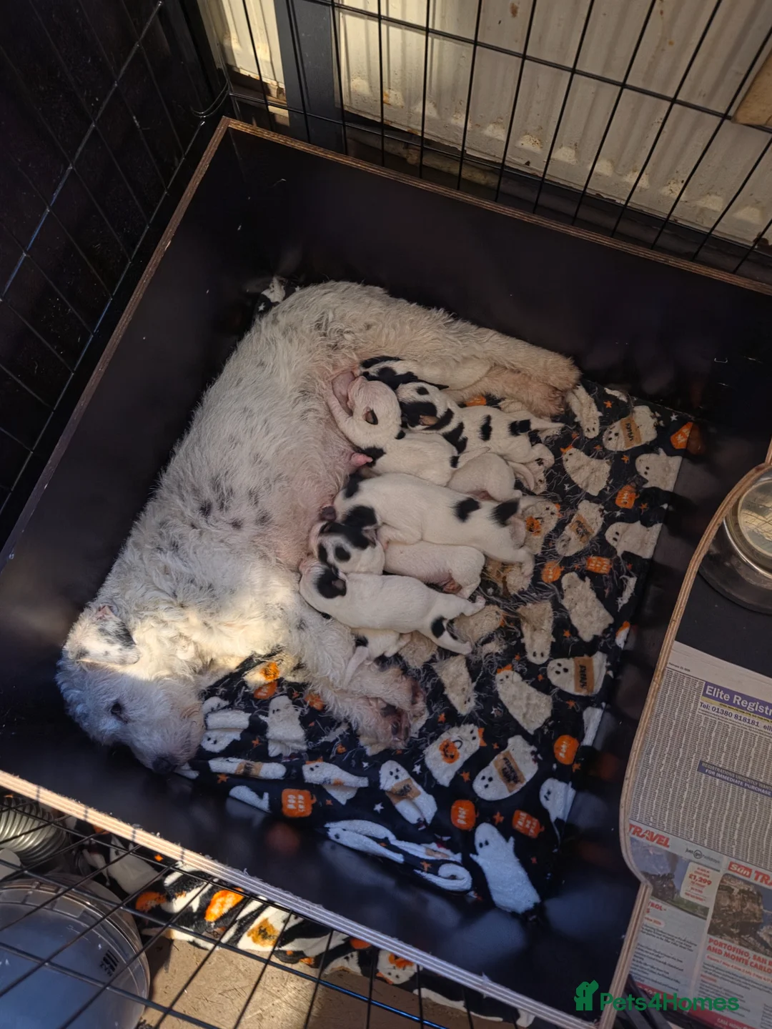 Parson Russell dogs for sale: Parson russell pups  - Advert 1