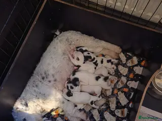 Parson Russell dogs Parson russell pups - Advert 1