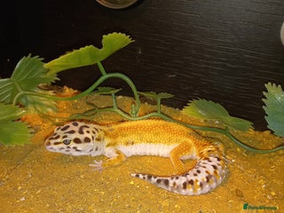 Gecko reptiles Leopard geckos for sale - Advert 22