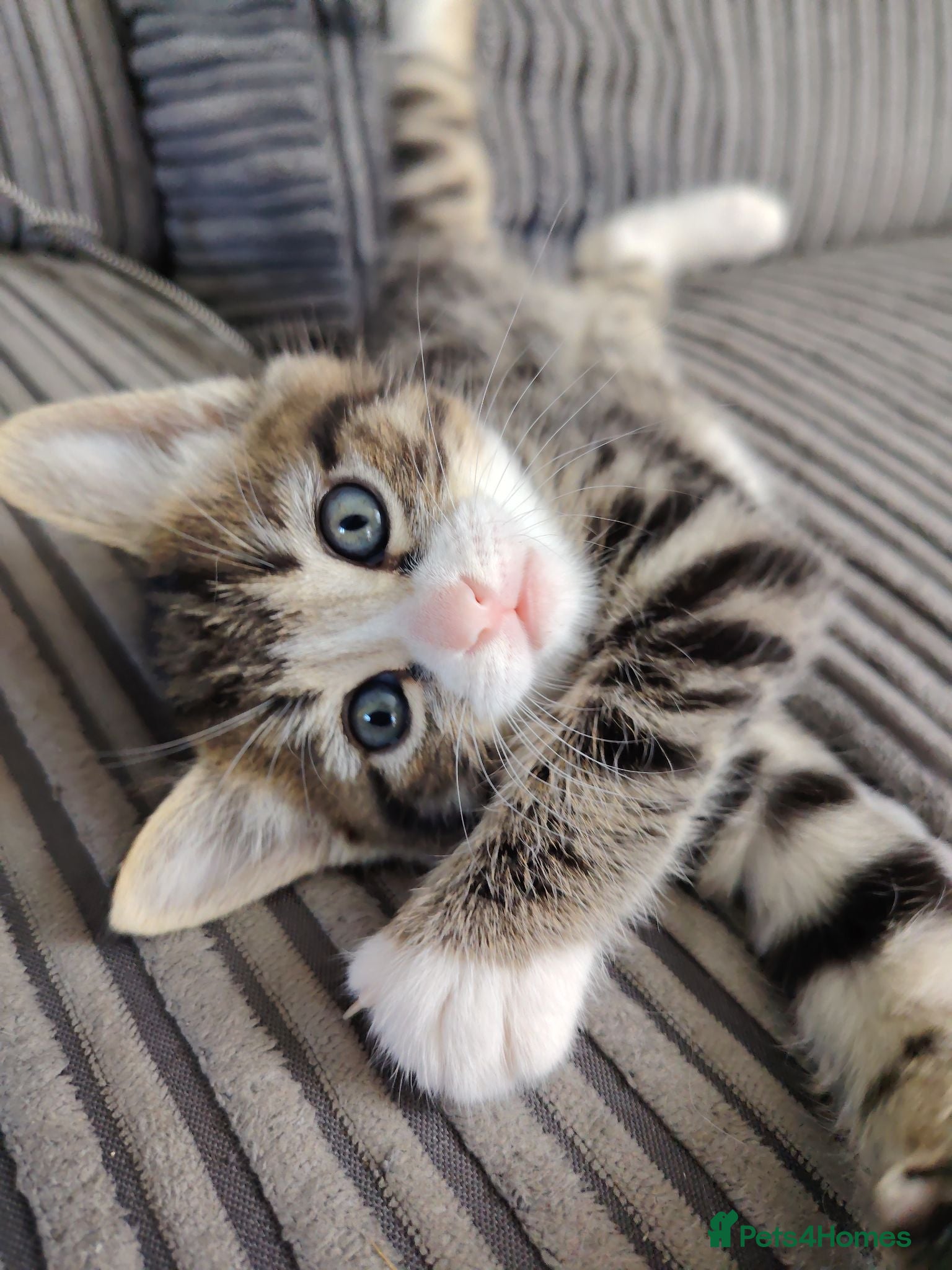 Bengal cats Kittens Bengal cross - Advert 3