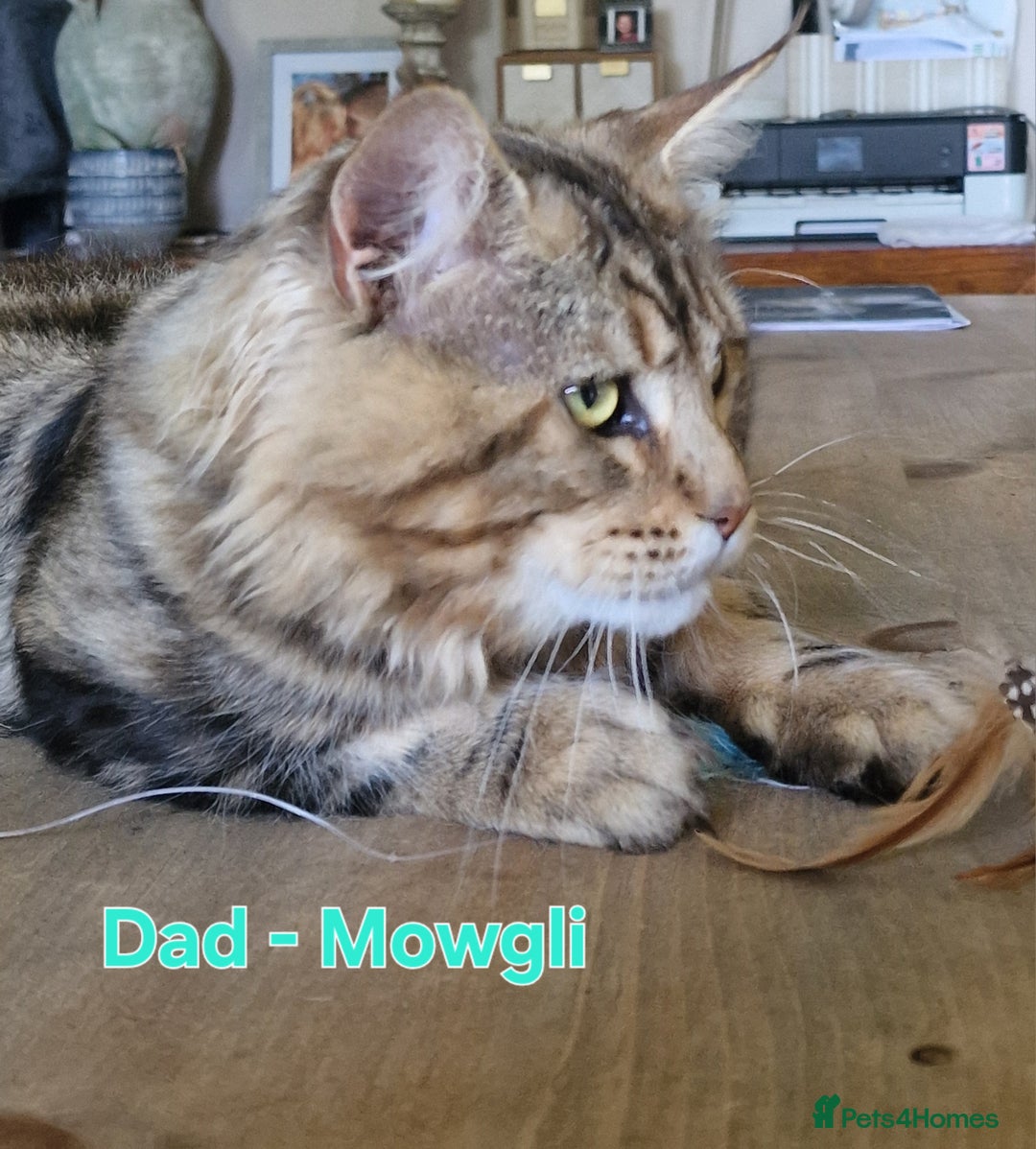 Maine Coon cats for sale: 100% Maine Coon Kittens DNA HEALTH TESTED PARENTS  - Image 7