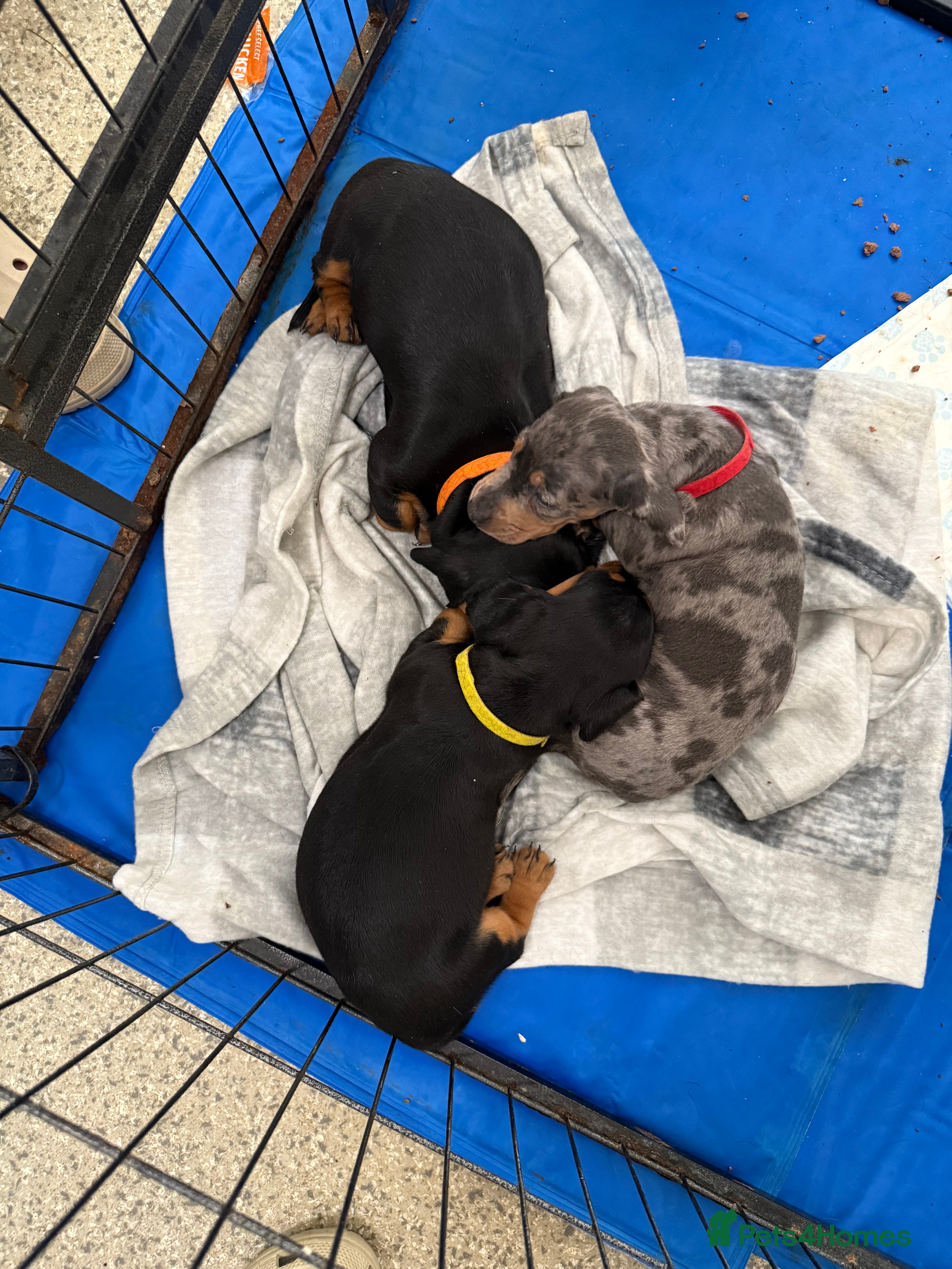 Dachshund dogs 4 beautiful dachshunds left - Advert 2