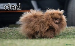 Pomeranian dogs for sale: True to type blue and chocolate boy - Image 13